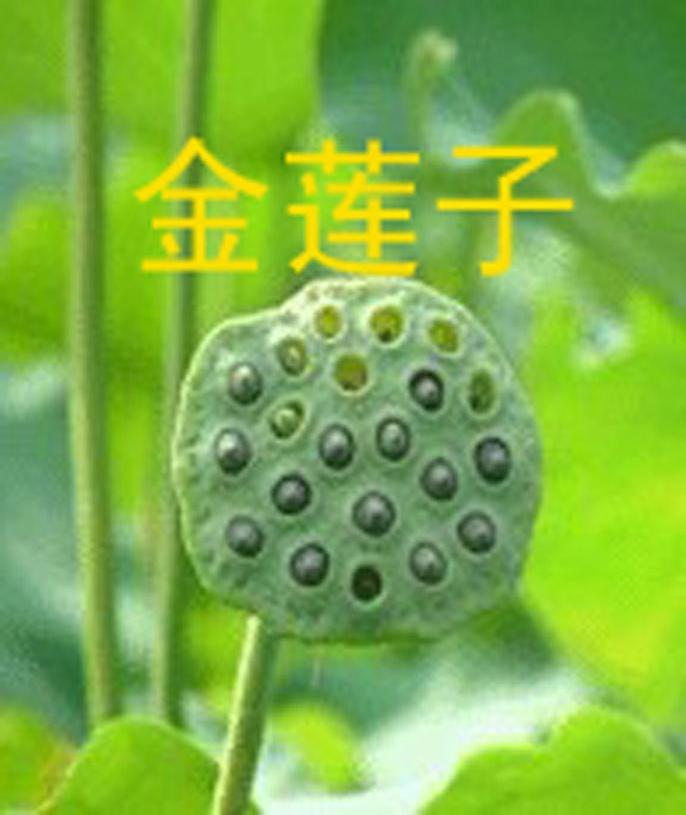 金莲子