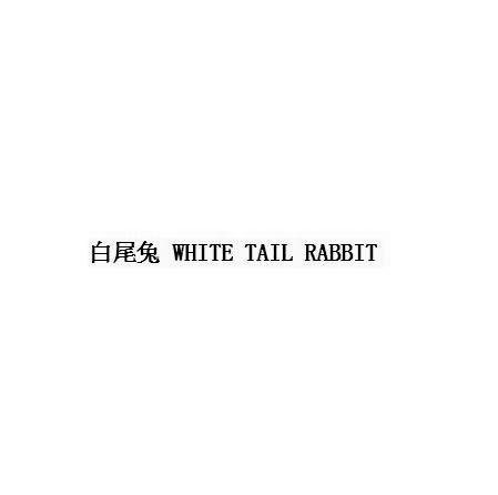 白尾兔 white tail rabbit