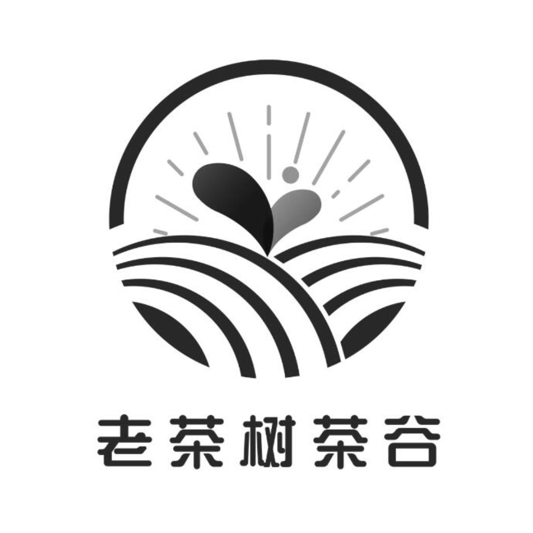  em>老茶树 /em>茶谷