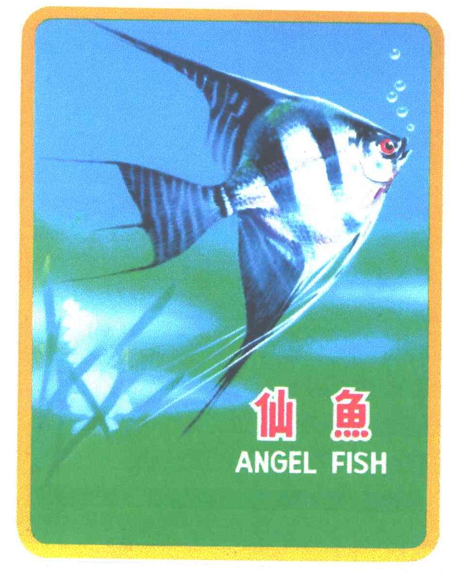  em>仙鱼 /em>;angel fish