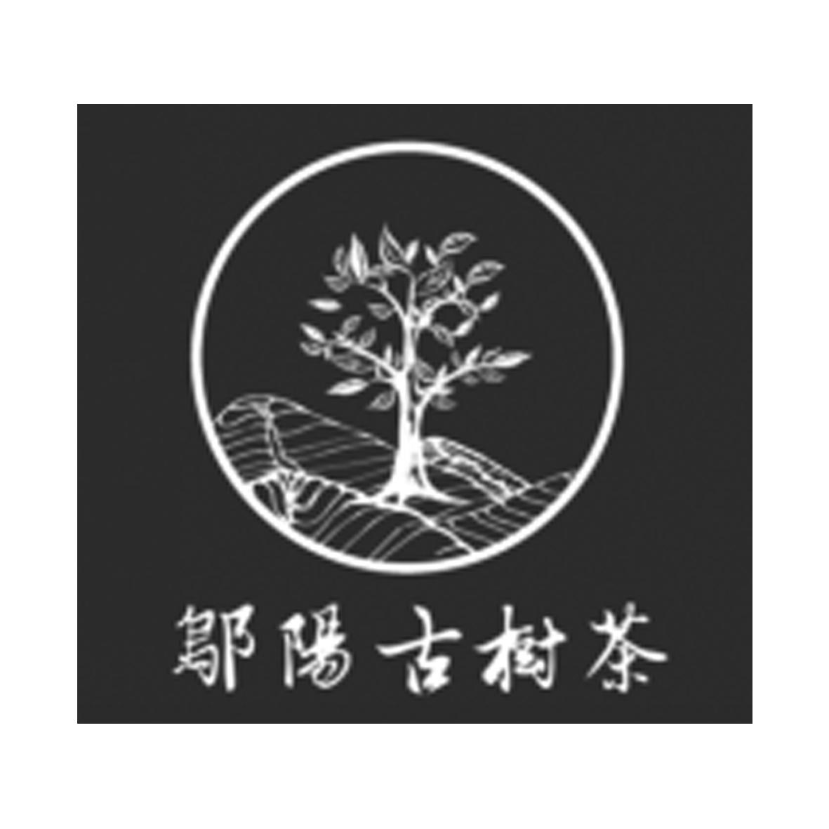 邬阳古树茶