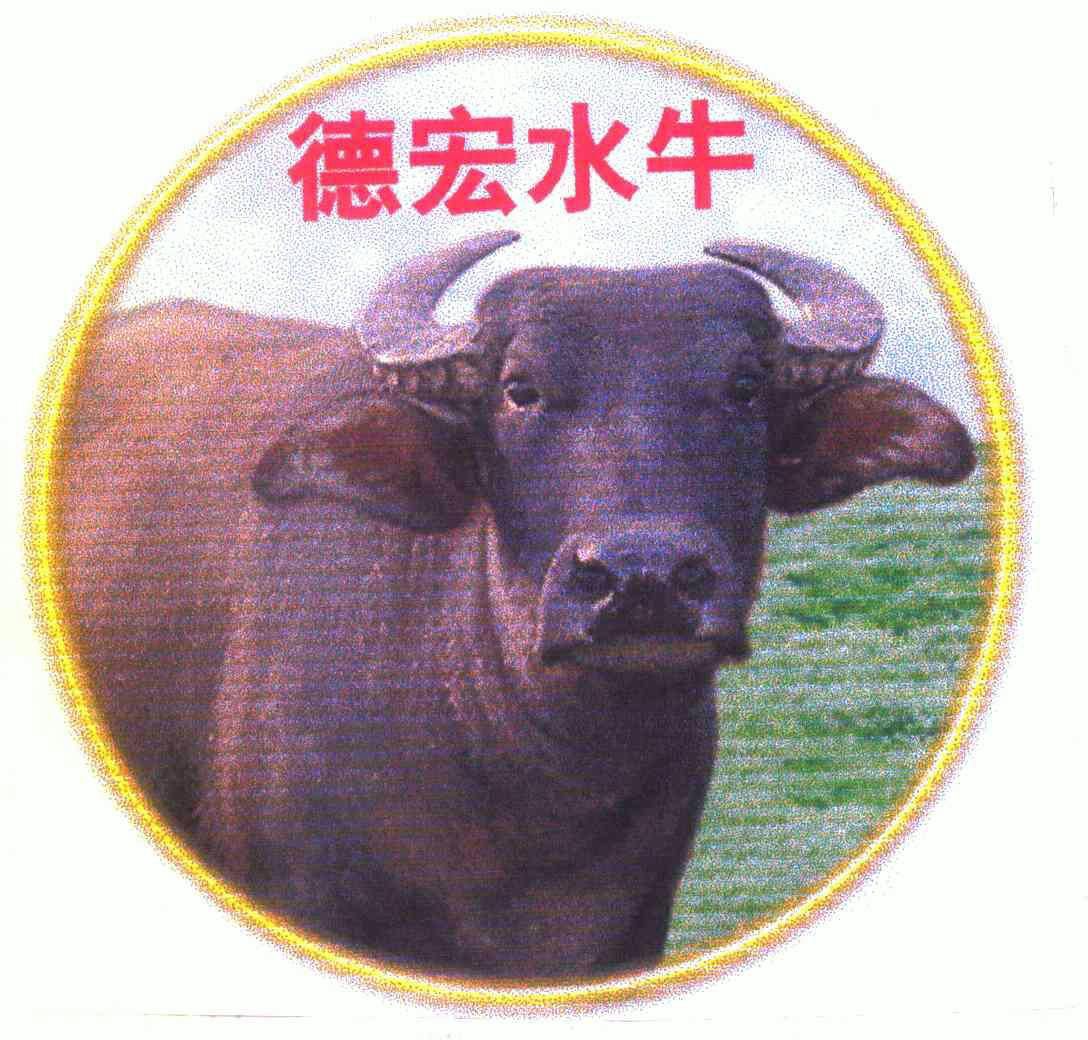 德宏水牛                                  