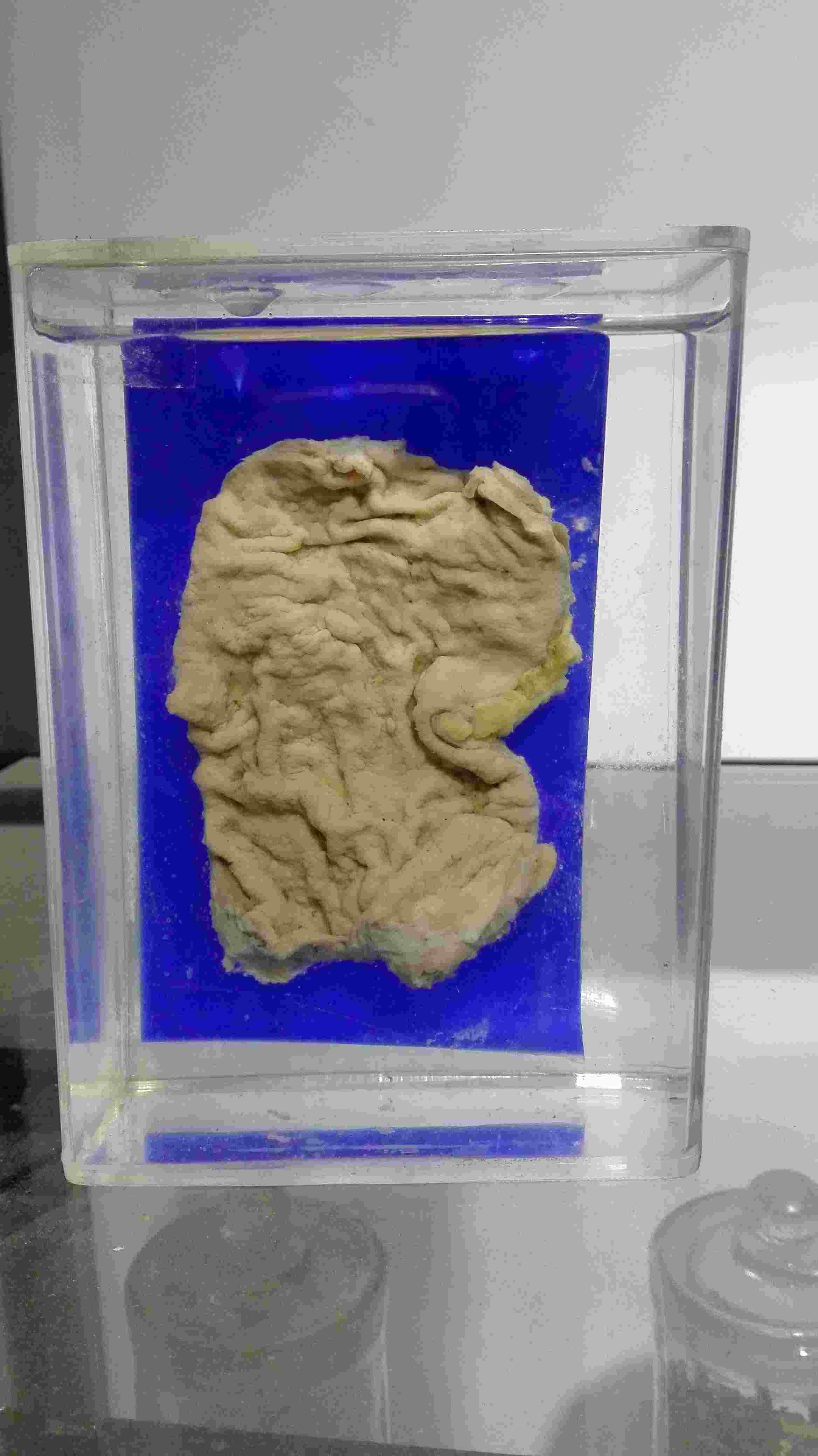 爱企查-大体标本多少钱