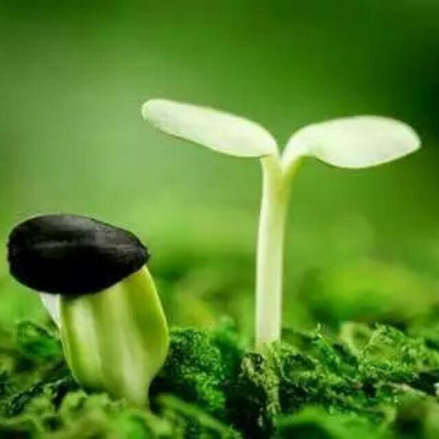 江苏金秋竹集团有限公司