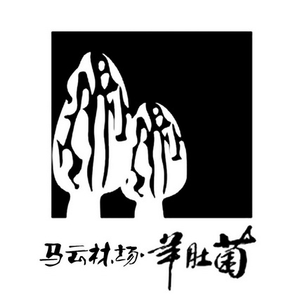 马云林场羊肚菌