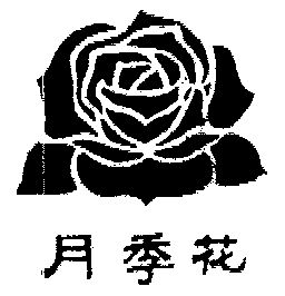 月季花