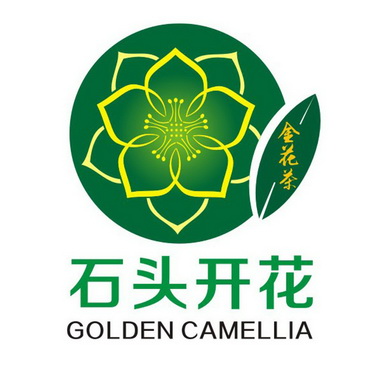 石头开花金花茶