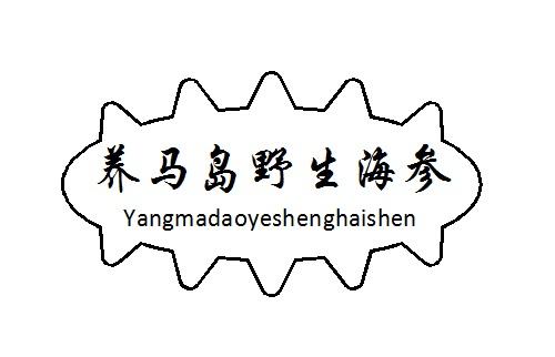 养马岛野生海参