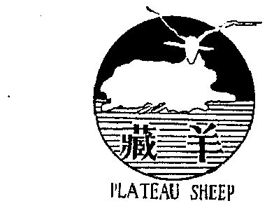 藏羊 plateau sheep       