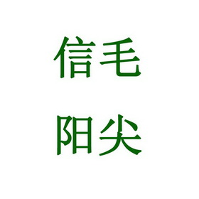  em>信阳 /em> em>毛尖 /em>