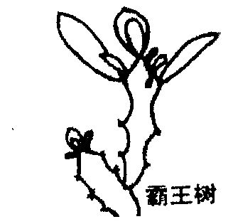 霸王树商标注册申请申请/注册号:1086261申请日期:1996