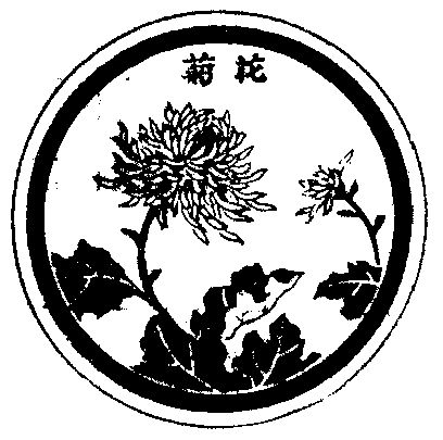 菊花                   