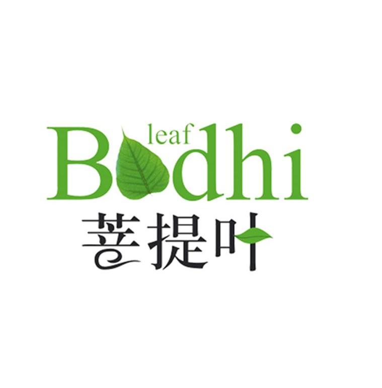 菩提叶  em>bodhi /em>  em>leaf /em>
