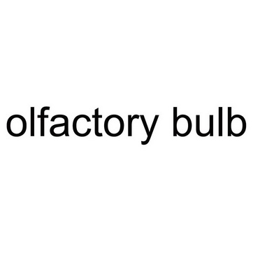  em>olfactory /em>  em>bulb /em>