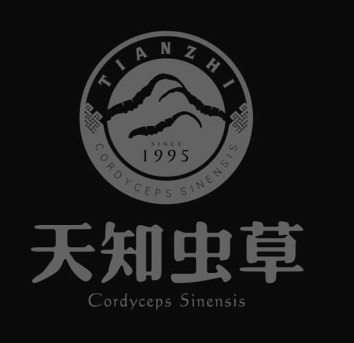 天知虫草 tianzhi cordyceps sinensis cordyceps sinensis since