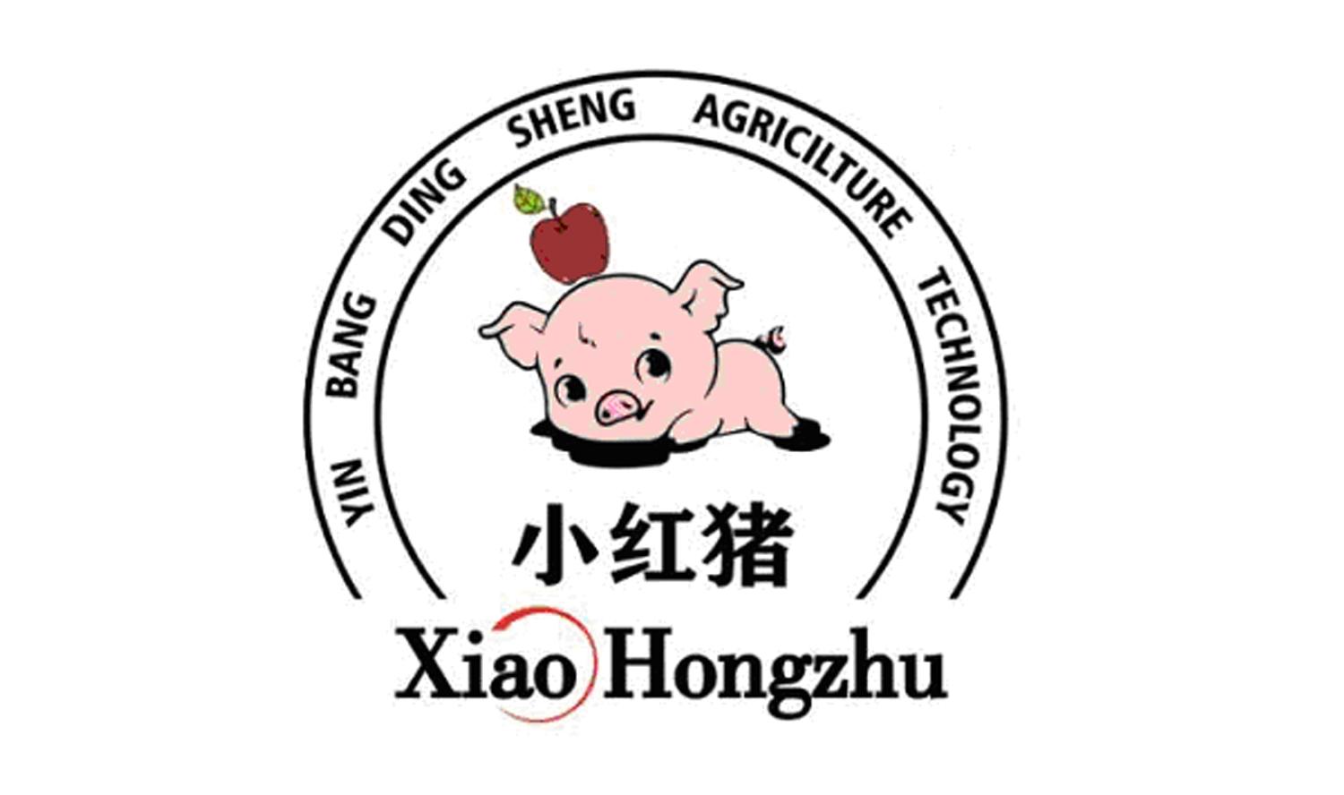 yin bang ding sheng agricilture technology 小红猪