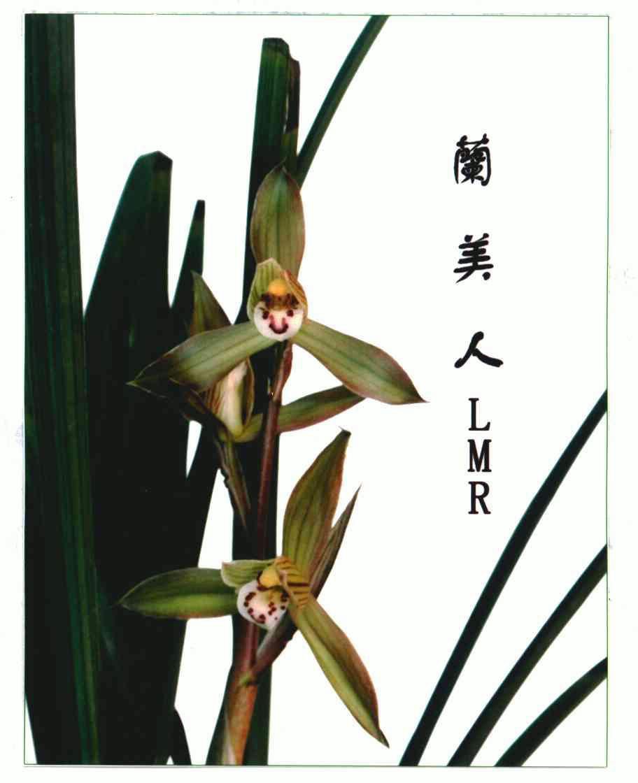  em>兰 /em> em>美人 /em>; em>lmr /em>