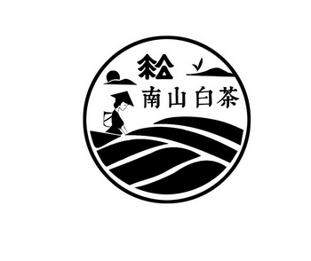 南山白茶                                  