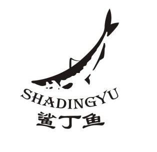 鲨丁鱼