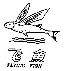  em>飞鱼 /em> em>flying /em> em>fish /em>