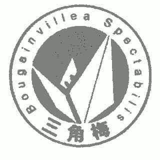 三角梅;bougainvilea spectabilis           