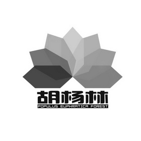 胡杨林 populus euphratica forest