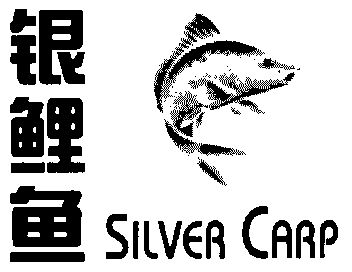 银鲤鱼; em>silver /em>  em>carp /em>