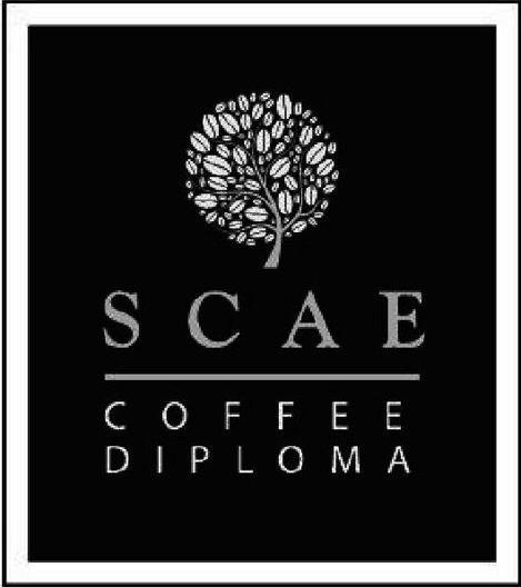 scae coffee diploma