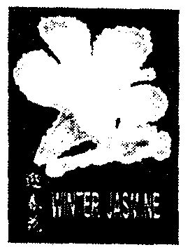 迎春花 winter jasmine                     