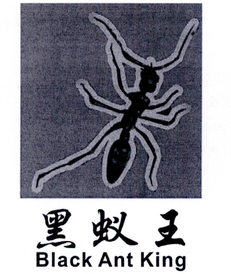黑蚁王 black ant king