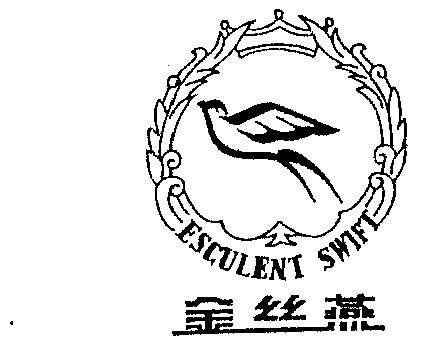 金丝燕  em>esculent /em>  em>swift /em>