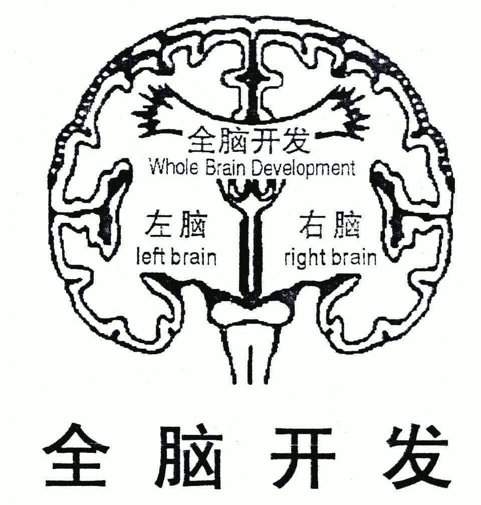 全脑开发; em>左脑 /em>; em>右脑 /em>;whole
