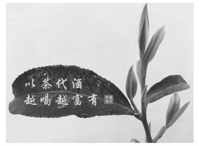 以茶代酒越喝越富有董氏茶业