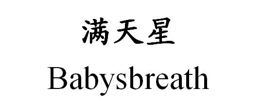 babysbreath花语图片