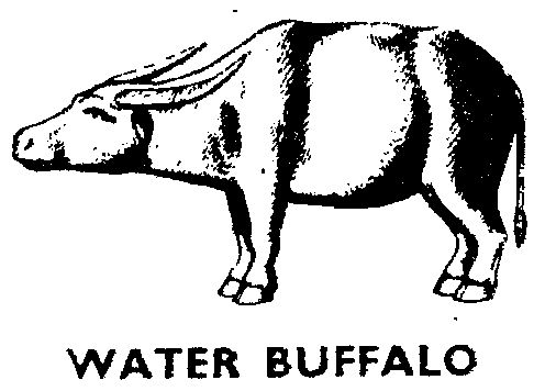  em>water /em>  em>buffalo /em>
