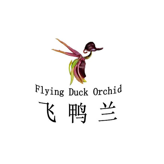 飞鸭―Flyingduck网站图片