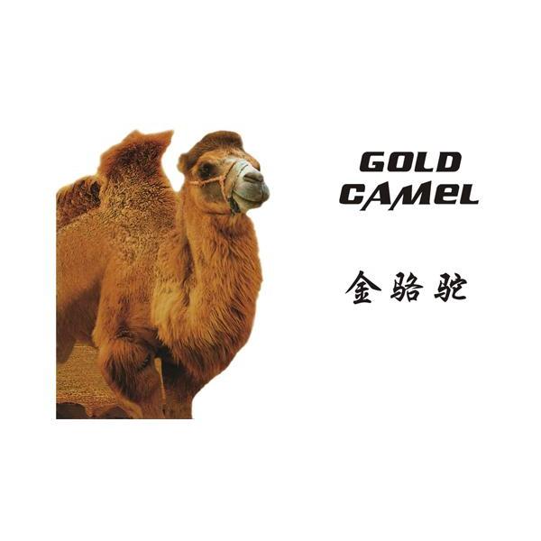 金骆驼  em>gold /em>  em>camel /em>