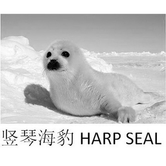 竖琴海豹 harp seal