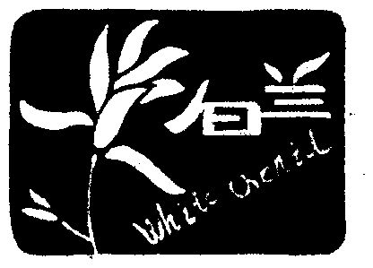  em>白兰 /em>  em>white /em> orchid