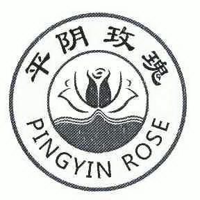 平阴玫瑰  em>pingyin /em> rose