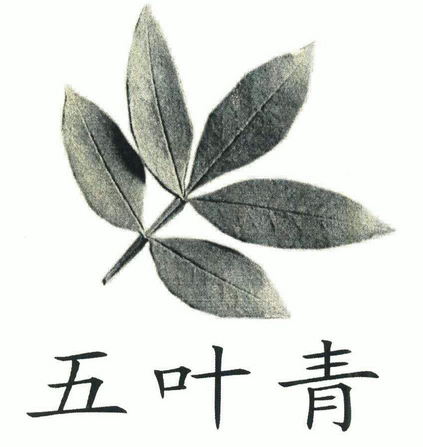  em>五叶 /em>青