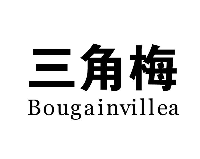 三角梅 bougainvillea                      