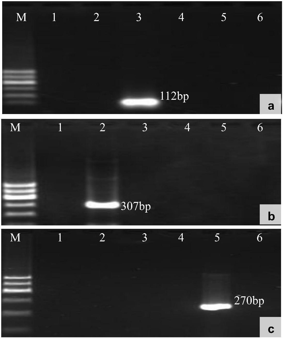 一种检测大分子水产胶原蛋白或明胶的PCR引物及方法 - 爱企查