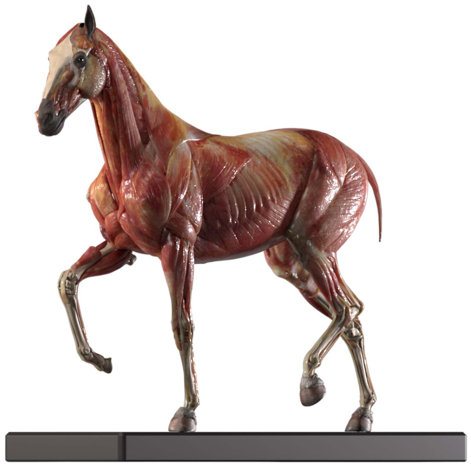 马解剖模型-爱企查