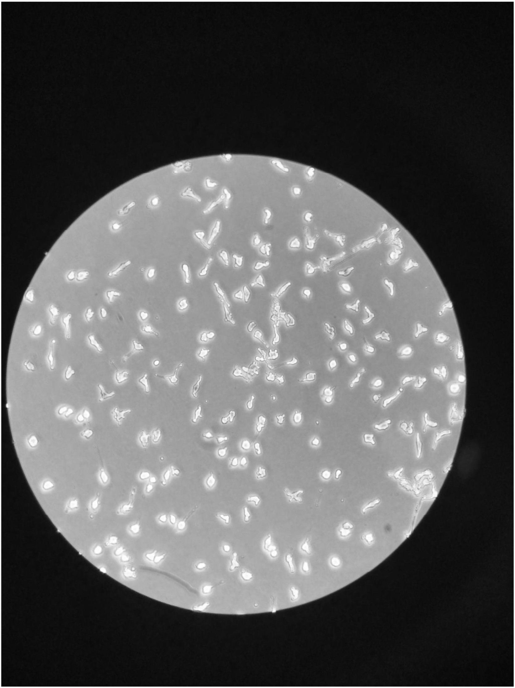 一种用于分离贴壁细胞的消化液及其分离方法-爱企查