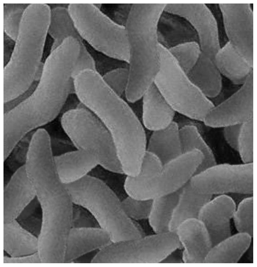一株寡营养硫酸盐还原菌及其用于河道底泥重金属污染修复的工艺-爱企