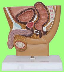 前列腺病变模型-爱企查