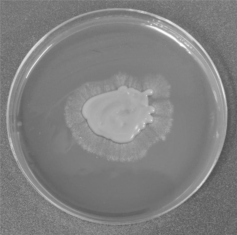 一种诱导金耳菌芽孢萌发菌丝的培养基及制备,培养方法
