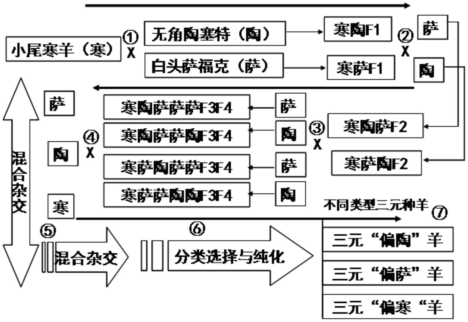 一种三元杂交羊的培育方法