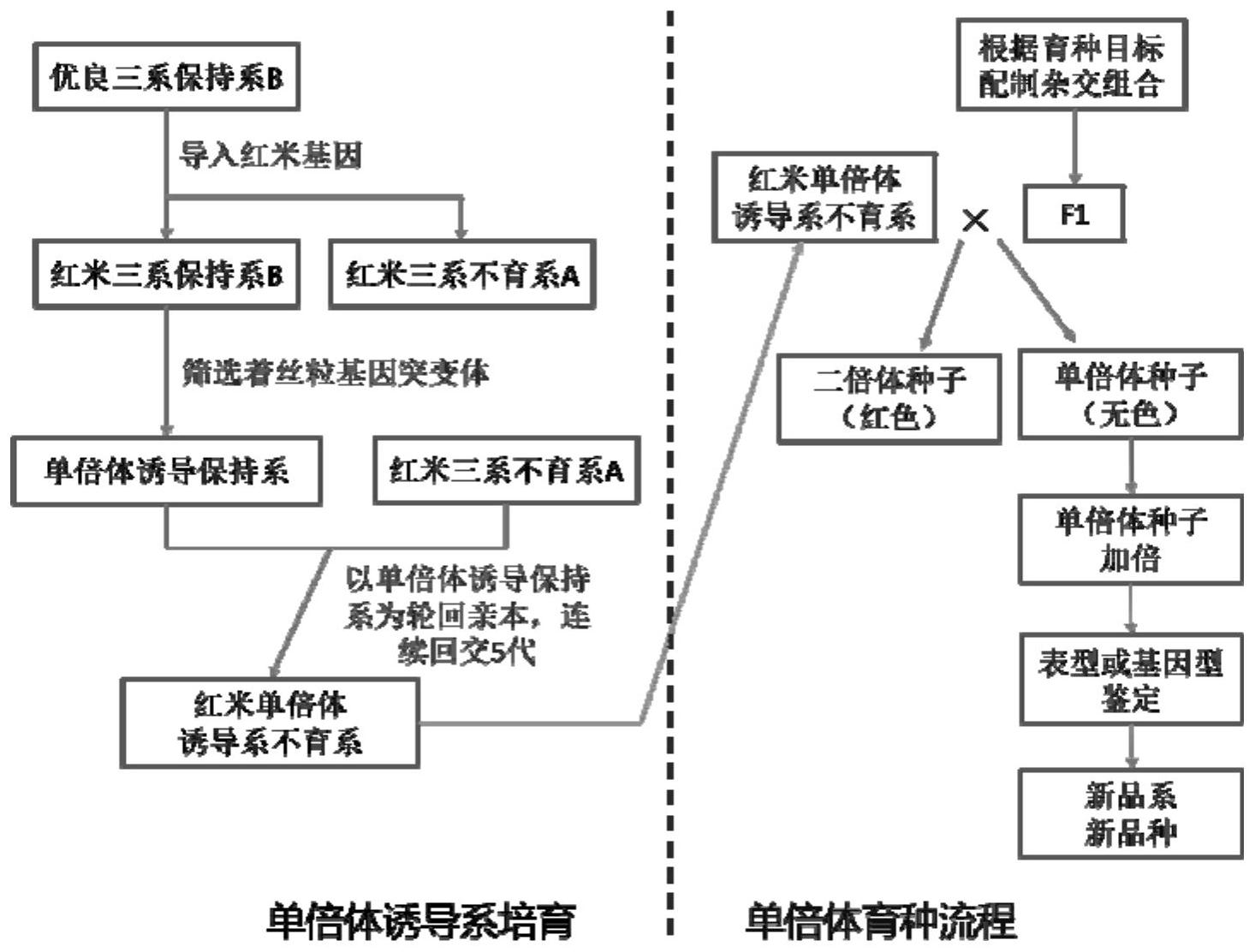 一种基于单倍体诱导系的水稻双单倍体育种方法